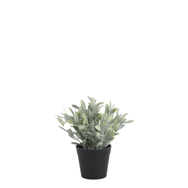 Vaso di salvia - immagine 2